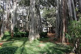 Ramohalli Banyan Tree